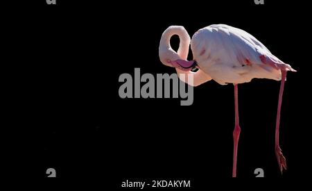 Flamingo vor schwarzem Hintergrund Stockfoto