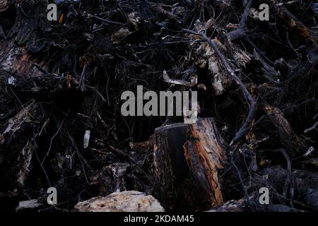 Baumstümpfe mit Wurzeln aus dem Boden entwurzelt. Stockfoto