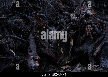 Baumstümpfe mit Wurzeln aus dem Boden entwurzelt. Stockfoto