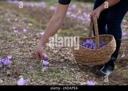 Nahaufnahme von Safranblüten auf einem Feld. Crocus sativus, Safrancrocus, zarte Safranblüten. Safran-Krokusblüten Stockfoto