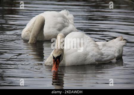 Ein paar stumme Schwäne schweben friedlich im See Stockfoto