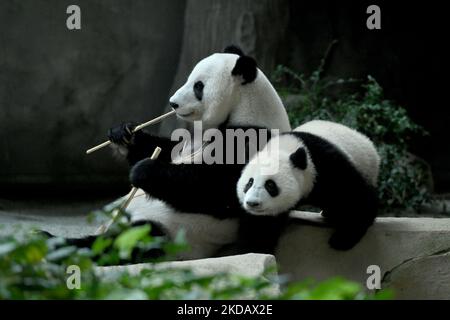 Ein weibliches riesiges Panda-Junge namens Sheng Yi (R) spielt mit ihrer Mutter in ihrem Gehege während einer Namenszeremonie im National Zoo in Kuala Lumpur am 25. Mai 2022. Sheng Yi ist das dritte Junge, das von einem Paar riesiger Pandas in Malaysia geboren wurde, Xing Xing und Liang Liang. (Foto von Zahim Mohd/NurPhoto) Stockfoto