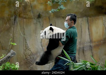 Ein malaysischer Zoohüter trägt Sheng Yi, ein im elften Monat altes weibliches riesiges Panda-Junge, während einer Namenszeremonie im National Zoo in Kuala Lumpur am 25. Mai 2022 im Panda-Gehege. Sheng Yi ist das dritte Junge, das von einem Paar riesiger Pandas in Malaysia geboren wurde, Xing Xing und Liang Liang. (Foto von Zahim Mohd/NurPhoto) Stockfoto