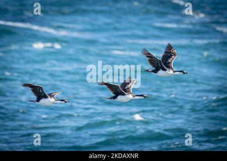 3 antarktische Kormorane, (Phalacrocorax bransfieldensis) im Flug über das blaue Meer der Antarktis Stockfoto