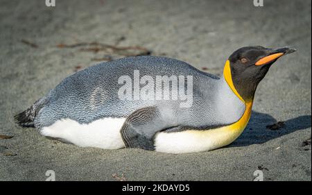 Single King Pinguin (APTENODYTES PATAGONICUS) liegt schlafend oder ruht am Strand von Südgeorgien Stockfoto