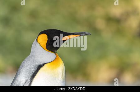 Seitliche Nahaufnahme des Kopfes eines Königspinguins vor grünem Hintergrund Stockfoto