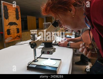 Besucher nutzen Mikroskope, um verschiedene Insektenarten genau zu betrachten. Hunderte von Besuchern besuchten die diesjährigen National Insect Days - eine jährliche Veranstaltung, die seit 2000 an der Fakultät für Biotechnologie und Gartenbau der Universität für Landwirtschaft in Krakau organisiert wird. Am Freitag, den 27. Mai 2022, in Krakau, Woiwodschaft Kleinpolen, Polen. (Foto von Artur Widak/NurPhoto) Stockfoto