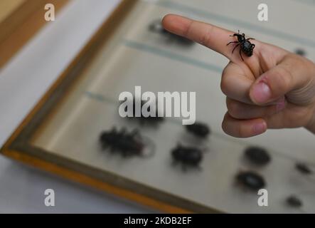 Ein kleiner Käfer, der am Finger des Besuchers gesehen wird. Hunderte von Besuchern besuchten die diesjährigen National Insect Days - eine jährliche Veranstaltung, die seit 2000 an der Fakultät für Biotechnologie und Gartenbau der Universität für Landwirtschaft in Krakau organisiert wird. Am Freitag, den 27. Mai 2022, in Krakau, Woiwodschaft Kleinpolen, Polen. (Foto von Artur Widak/NurPhoto) Stockfoto