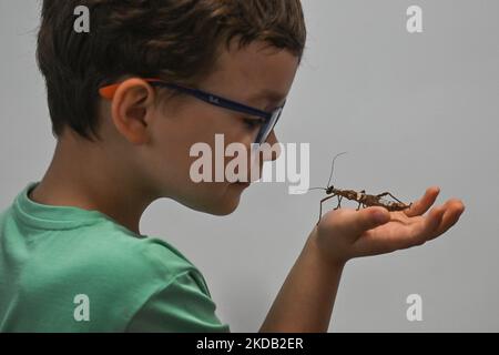 Ein Kind hält den Guadeloupe Stick Insecton in der Hand. Hunderte von Besuchern besuchten die diesjährigen National Insect Days - eine jährliche Veranstaltung, die seit 2000 an der Fakultät für Biotechnologie und Gartenbau der Universität für Landwirtschaft in Krakau organisiert wird. Am Freitag, den 27. Mai 2022, in Krakau, Woiwodschaft Kleinpolen, Polen. (Foto von Artur Widak/NurPhoto) Stockfoto