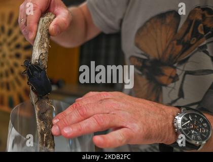 Der Mann hält einen großen Käfer in der Hand. Hunderte von Besuchern besuchten die diesjährigen National Insect Days - eine jährliche Veranstaltung, die seit 2000 an der Fakultät für Biotechnologie und Gartenbau der Universität für Landwirtschaft in Krakau organisiert wird. Am Freitag, den 27. Mai 2022, in Krakau, Woiwodschaft Kleinpolen, Polen. (Foto von Artur Widak/NurPhoto) Stockfoto