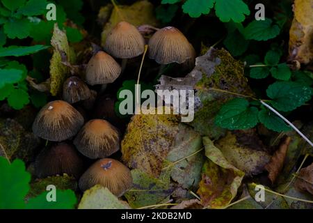 Pilz Coprinellus micaceus. Die Gruppe der Pilze auf den Wäldern in der Natur im Herbstwald. Stockfoto