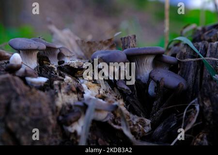 Ein gesund aussehendes Gelege aus frischen Austernpilzen, die aus der Basis eines toten Baumes wachsen. Pilze in einem Herbstwald verwenden. Stockfoto