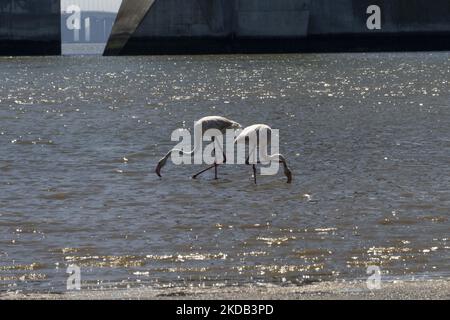 Eine Gruppe von Flamingos wird am Ufer des Tejo-Flusses auf der Suche nach Nahrung gesehen. Aufgrund der saisonalen Trockenheit weichen die Flussgewässer zurück, die die Vögel nutzen, um Futter aus Krebstieren und Muscheln zu finden. Lissabon, Den 28. Mai 2022. (Foto von Jorge Mantilla/NurPhoto) Stockfoto