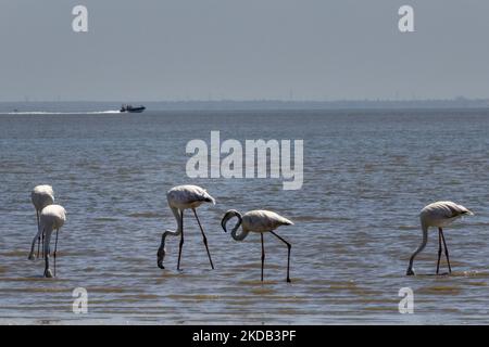 Eine Gruppe von Flamingos wird am Ufer des Tejo-Flusses auf der Suche nach Nahrung gesehen. Aufgrund der saisonalen Trockenheit weichen die Flussgewässer zurück, die die Vögel nutzen, um Futter aus Krebstieren und Muscheln zu finden. Lissabon, Den 28. Mai 2022. (Foto von Jorge Mantilla/NurPhoto) Stockfoto