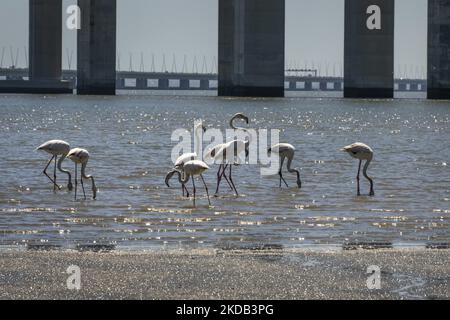 Eine Gruppe von Flamingos wird am Ufer des Tejo-Flusses auf der Suche nach Nahrung gesehen. Aufgrund der saisonalen Trockenheit weichen die Flussgewässer zurück, die die Vögel nutzen, um Futter aus Krebstieren und Muscheln zu finden. Lissabon, Den 28. Mai 2022. (Foto von Jorge Mantilla/NurPhoto) Stockfoto