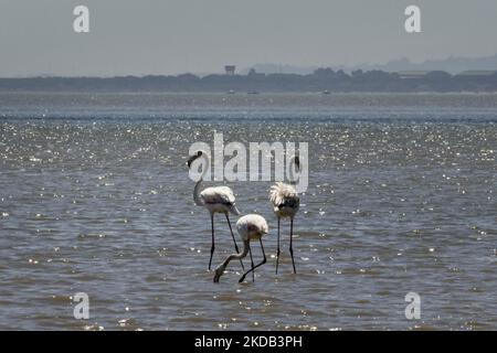 Eine Gruppe von Flamingos wird am Ufer des Tejo-Flusses auf der Suche nach Nahrung gesehen. Aufgrund der saisonalen Trockenheit weichen die Flussgewässer zurück, die die Vögel nutzen, um Futter aus Krebstieren und Muscheln zu finden. Lissabon, Den 28. Mai 2022. (Foto von Jorge Mantilla/NurPhoto) Stockfoto