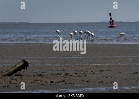 Eine Gruppe von Flamingos wird am Ufer des Tejo-Flusses auf der Suche nach Nahrung gesehen. Aufgrund der saisonalen Trockenheit weichen die Flussgewässer zurück, die die Vögel nutzen, um Futter aus Krebstieren und Muscheln zu finden. Lissabon, Den 28. Mai 2022. (Foto von Jorge Mantilla/NurPhoto) Stockfoto