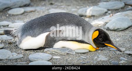 Single King Pinguin (APTENODYTES PATAGONICUS) liegt schlafend oder ruht am Strand von Südgeorgien Stockfoto