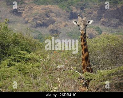 Akagera-Nationalpark, Ruanda, 26.. August 2022 Eine Giraffe ÒtowerÓ, im Akagera-Nationalpark-Busch, Ruanda. Stockfoto