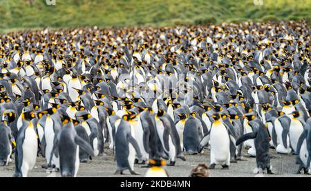 King Penguin Colony Gold Harbor - Tausende von Königspinguinen, Hunderte von Gentoo-Pinguinen und viele Elefantenrobben teilen sich diese Bucht in Südgeorgien Stockfoto