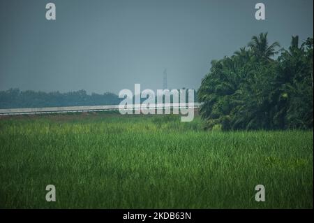 Die Zuckerrohr- und Ölpalmenplantagen von PT Perkebunan Nusantara II werden am 29. Mai 2022 im Stabat toll Road-Gebiet, Langkat Regency, Provinz Nord-Sumatra, Indonesien, gesehen. (Foto von Sutanta Aditya/NurPhoto) Stockfoto