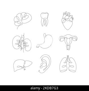 Pen line innere Organe Gehirn, Zahn, Herz, Nieren, Magen, Gebärmutter, Leber, Ohr, Lunge Zeichnung im modernen Stil auf weißem Hintergrund Stock Vektor