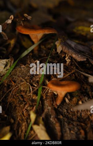 Die Draufsicht und Nahaufnahme des orange-braunen bis orange-gelben Pilzhuts einer falschen Pfifferelle, Hygrophoropsis aurantiaca Stockfoto