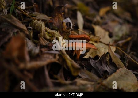 Die Draufsicht und Nahaufnahme des orange-braunen bis orange-gelben Pilzhuts einer falschen Pfifferelle, Hygrophoropsis aurantiaca Stockfoto