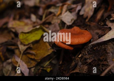 Die Draufsicht und Nahaufnahme des orange-braunen bis orange-gelben Pilzhuts einer falschen Pfifferelle, Hygrophoropsis aurantiaca Stockfoto