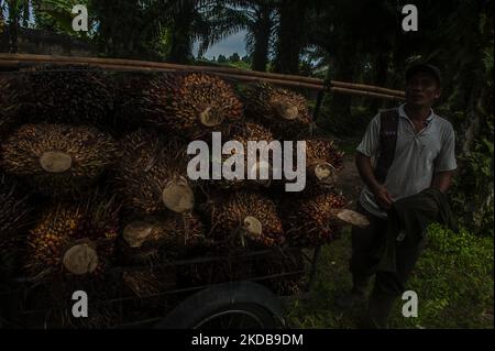 Während der Erntezeit auf einer Plantage in Bandar Khalipah, PerCut sei Tuan, Provinz Nord-Sumatra, Indonesien, wird ein Arbeiter gesehen, der am 31. Mai 2022 Palmöl-Früchte auf eine Pediküre lad. Indonesische Kleinbauern-Plantagen verkaufen Ölpalmobst-Preise von 1,16 US-Dollar pro Kilogramm an die Hauptmühle, gegenüber dem bisherigen Preis von rund USD2,06. (Foto von Sutanta Aditya/NurPhoto) Stockfoto