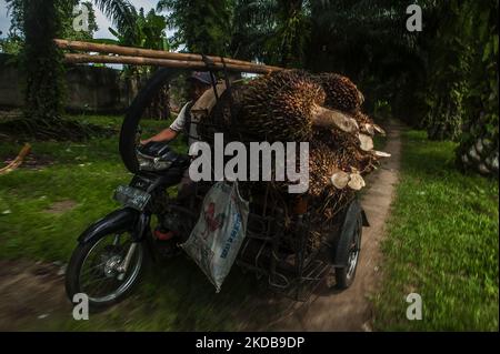Während der Erntezeit auf einer Plantage in Bandar Khalipah, PerCut sei Tuan, Provinz Nord-Sumatra, Indonesien, wird ein Arbeiter gesehen, der am 31. Mai 2022 Palmöl-Früchte auf eine Pediküre lad. Indonesische Kleinbauern-Plantagen verkaufen Ölpalmobst-Preise von 1,16 US-Dollar pro Kilogramm an die Hauptmühle, gegenüber dem bisherigen Preis von rund USD2,06. (Foto von Sutanta Aditya/NurPhoto) Stockfoto
