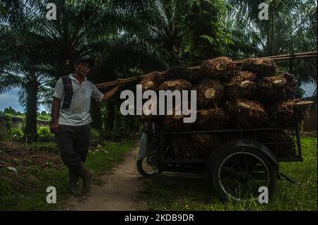 Während der Erntezeit auf einer Plantage in Bandar Khalipah, PerCut sei Tuan, Provinz Nord-Sumatra, Indonesien, wird ein Arbeiter gesehen, der am 31. Mai 2022 Palmöl-Früchte auf eine Pediküre lad. Indonesische Kleinbauern-Plantagen verkaufen Ölpalmobst-Preise von 1,16 US-Dollar pro Kilogramm an die Hauptmühle, gegenüber dem bisherigen Preis von rund USD2,06. (Foto von Sutanta Aditya/NurPhoto) Stockfoto