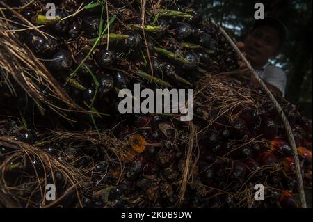 Während der Erntezeit auf einer Plantage in Bandar Khalipah, PerCut sei Tuan, Provinz Nord-Sumatra, Indonesien, wird ein Arbeiter gesehen, der am 31. Mai 2022 Palmöl-Früchte auf eine Pediküre lad. Indonesische Kleinbauern-Plantagen verkaufen Ölpalmobst-Preise von 1,16 US-Dollar pro Kilogramm an die Hauptmühle, gegenüber dem bisherigen Preis von rund USD2,06. (Foto von Sutanta Aditya/NurPhoto) Stockfoto