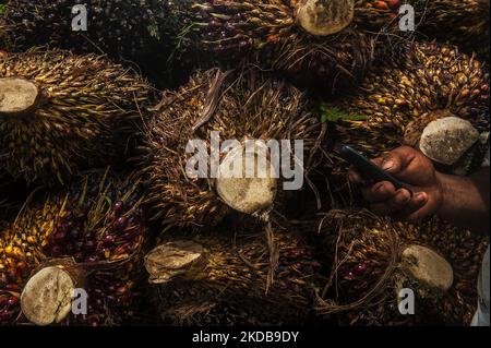 Während der Erntezeit auf einer Plantage in Bandar Khalipah, PerCut sei Tuan, Provinz Nord-Sumatra, Indonesien, wird ein Arbeiter gesehen, der am 31. Mai 2022 Palmöl-Früchte auf eine Pediküre lad. Indonesische Kleinbauern-Plantagen verkaufen Ölpalmobst-Preise von 1,16 US-Dollar pro Kilogramm an die Hauptmühle, gegenüber dem bisherigen Preis von rund USD2,06. (Foto von Sutanta Aditya/NurPhoto) Stockfoto