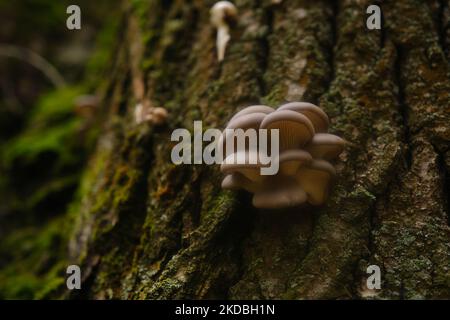 Ein gesund aussehendes Gelege aus frischen Austernpilzen, die aus der Basis eines toten Baumes wachsen. Pilze in einem Herbstwald verwenden. Stockfoto