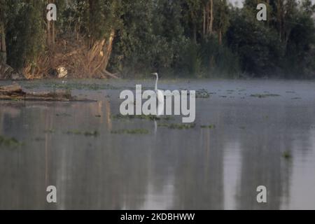 Ein Blick auf einen weißen Reiher am See Los Reyes in Tláhuac, Mexiko-Stadt, wo eine Gruppe von Menschen an einer Bootsfahrt zum Gedenken an den Weltumwelttag, der das globale Bewusstsein und Maßnahmen für den Umweltschutz fördern soll, am 5. Juni 2022 teilnahm. (Foto von Gerardo Vieyra/NurPhoto) Stockfoto