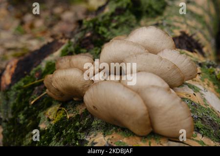 Ein gesund aussehendes Gelege aus frischen Austernpilzen, die aus der Basis eines toten Baumes wachsen. Pilze in einem Herbstwald verwenden. Stockfoto