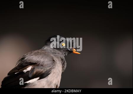 Der Dschungel myna (Acridotheres fuscus) ist ein myna, ein Mitglied der Sternenfamilie. Der obere Schnabel einer Myna brach aufgrund des Kampfes gegen Tehatta, Westbengalen; Indien am 04/06/2022. (Foto von Soumyabrata Roy/NurPhoto) Stockfoto