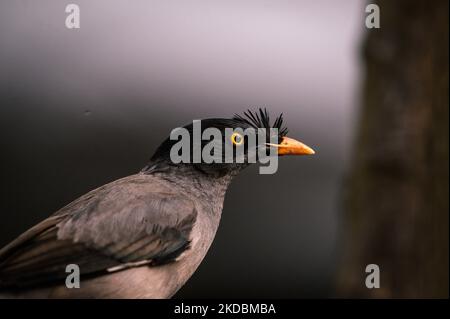 Der Dschungel myna (Acridotheres fuscus) ist ein myna, ein Mitglied der Sternenfamilie. Der obere Schnabel einer Myna brach aufgrund des Kampfes gegen Tehatta, Westbengalen; Indien am 04/06/2022. (Foto von Soumyabrata Roy/NurPhoto) Stockfoto