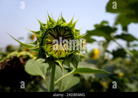 Am Dienstag, den 7. Juni 2022, produzierte eine blühende Sonnenblumenknospe Ölsaaten auf einer Farm in Shahbad, Haryana, Indien. Indien hat Steuersenkungen für einige Speiseöle, einschließlich Sonnenblumen, zugelassen, um den Inlandsmarkt zu kühlen, während der anhaltende Krieg zwischen der Ukraine und Russland sowie Indonesiens Verbot von Palmöl-Exporten andauerte. (Foto von Mayank Makhija/NurPhoto) Stockfoto