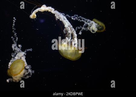 Eine Nahaufnahme der pazifischen Seenessel, Chrysaora fuscescens. Stockfoto