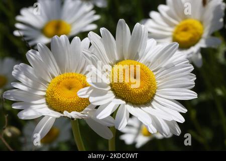 Eine Wiese mit wilden Ochsaugen-Gänseblümchen (Leucanthemum vulgare), die während der Frühjahrssaison in Toronto, Ontario, Kanada, am 10. Juni 2022 wächst. (Foto von Creative Touch Imaging Ltd./NurPhoto) Stockfoto