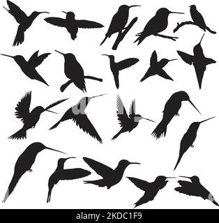 Eine Reihe verschiedener Kolibri-Silhouettensymbole, isoliert auf weißem Hintergrund Stock Vektor