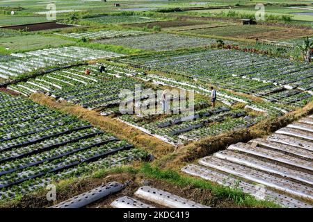 Sembalun, Nord-Lombok, Indonesien - 9. Juli 2022: Ein herrlicher Blick auf das Farmland mit ein paar Menschen, die Fotos machen Stockfoto