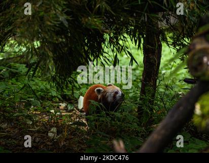 Der Rote Panda (Ailurus fulgens), auch bekannt als der kleinere Panda, ist ein gefährdeter IUCN Red gelisteter Kleinsäuger, der im östlichen Himalaya und im Südwesten Chinas beheimatet ist und am 11/06/2022 im größten Höhenzoo Indiens (7.000 Fuß) Padmaja Naidu Himalayan Zoological Park (PNHZP) in Darjeeling, West Bengal, Indien, herumläuft. Das PNHZP ist international bekannt für seine Erhaltungs- und Zuchtprogramme für die roten Pandas. (Foto von Soumyabrata Roy/NurPhoto) Stockfoto