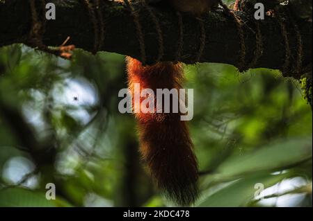 Der Rote Panda (Ailurus fulgens), auch bekannt als der kleinere Panda, ist ein gefährdeter IUCN Red gelisteter Kleinsäuger, der im östlichen Himalaya und im Südwesten Chinas beheimatet ist und am 11/06/2022 im größten Höhenzoo Indiens (7.000 Fuß) Padmaja Naidu Himalayan Zoological Park (PNHZP) in Darjeeling, West Bengal, Indien, herumläuft. Das PNHZP ist international bekannt für seine Erhaltungs- und Zuchtprogramme für die roten Pandas. (Foto von Soumyabrata Roy/NurPhoto) Stockfoto