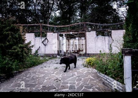 Verbrannte Pferde werden am 15. Juni 2022 in einem bombardierten und verbrannten Stall im Dorf Hostomel in der Nähe von Kiew, Ukraine, gesehen. Zu Beginn der russischen Invasion Hostomel, ein Dorf nordwestlich von Kiew wurde von der russischen Armee besetzt und später wurde es eine Front. Heftige Kämpfe zerstörten das Dorf. Nach Angaben der Nachbarn flüchten die Besitzer des Stalls zu Beginn der Besatzung. Die Pferde wurden zurückgelassen und schließlich bombardiert. (Foto von Dominika Zarzycka/NurPhoto) Stockfoto