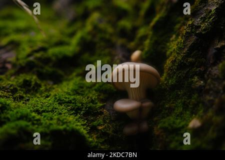 Ein gesund aussehendes Gelege aus frischen Austernpilzen, die aus der Basis eines toten Baumes wachsen. Pilze in einem Herbstwald verwenden. Stockfoto
