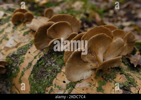 Ein gesund aussehendes Gelege aus frischen Austernpilzen, die aus der Basis eines toten Baumes wachsen. Pilze in einem Herbstwald verwenden. Stockfoto