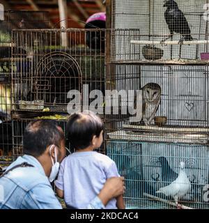 Ein Mann mit seinem Kind sieht auf dem Vogelmarkt in Malang, Provinz Ost-Java, Indonesien, eine Eule in einem Käfig, 18. Juni 2022. Rund 75 Millionen Vögel werden in Java als Haustiere gehalten, was einige Wildvogelpopulationen zu vernichten droht. Wildvögel werden illegal geschmuggelt und auf dem Schwarzmarkt gehandelt, um der Nachfrage nach Tierhandel, Sammlern, Konsum, Glaubensgebrauch und sogar zum Vogelkampf gerecht zu werden. Vögel sind eine der am meisten gehandelten Gruppen mit über 3.000 Arten, ein Drittel aller überlebenden Arten, die Berichten zufolge vom Handel betroffen sind. (Foto von Garry Lotulung/NurPhoto) Stockfoto